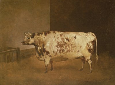 Vache Shorthorn, c.1850 - Unbekannt Unbekannt